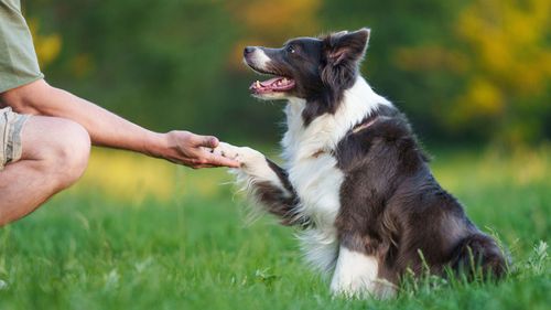 The Paw-fect Trainers In Bangalore For Your Furry Friend