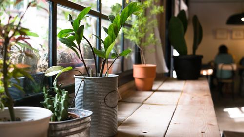 Nurturing Your Plant Babies In Monsoon: Essential Tips For A Thriving Garden
