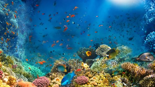 Coral Reef In India — Explore The Vibrant Marine Life