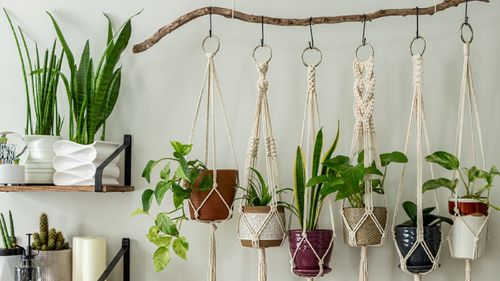 Best Indoor Hanging Plants For Your Home 