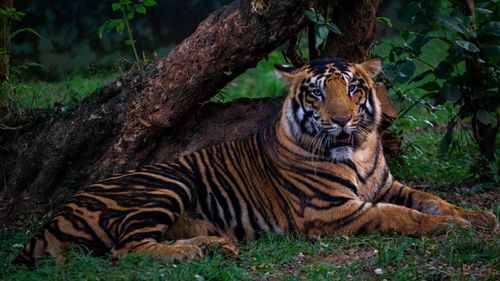 Black Tiger Safari: A Unique Opportunity To See Rare Wildlife In Odisha's Similipal Tiger Reserve