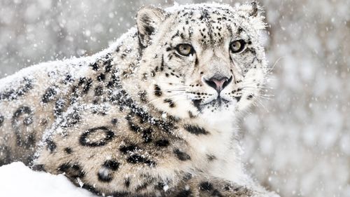 India's Majestic Snow Leopards: A Conservation Success Story In Ladakh 