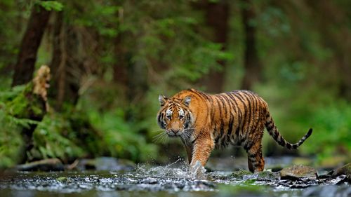 Sanjay Gandhi National Park Revives Tiger Safari: A Prelude To Lion & Leopard Adventures