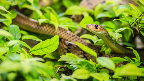 India's 5 Extraordinary Snake Parks You Must Visit