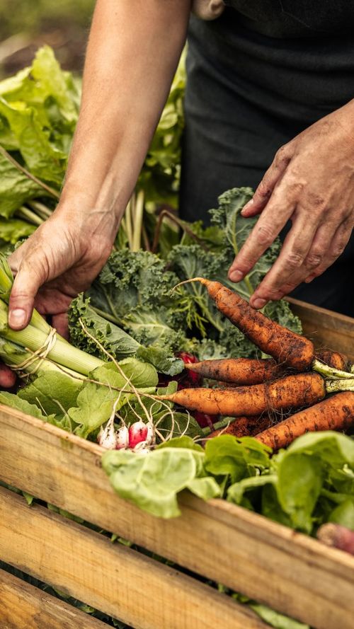 Beginner-Friendly Veggies Your Kitchen Garden Needs