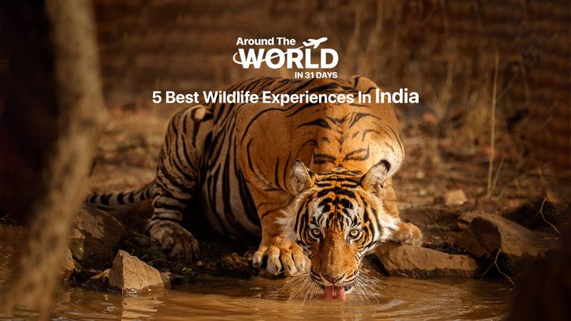 5 Best Wildlife Experiences In India