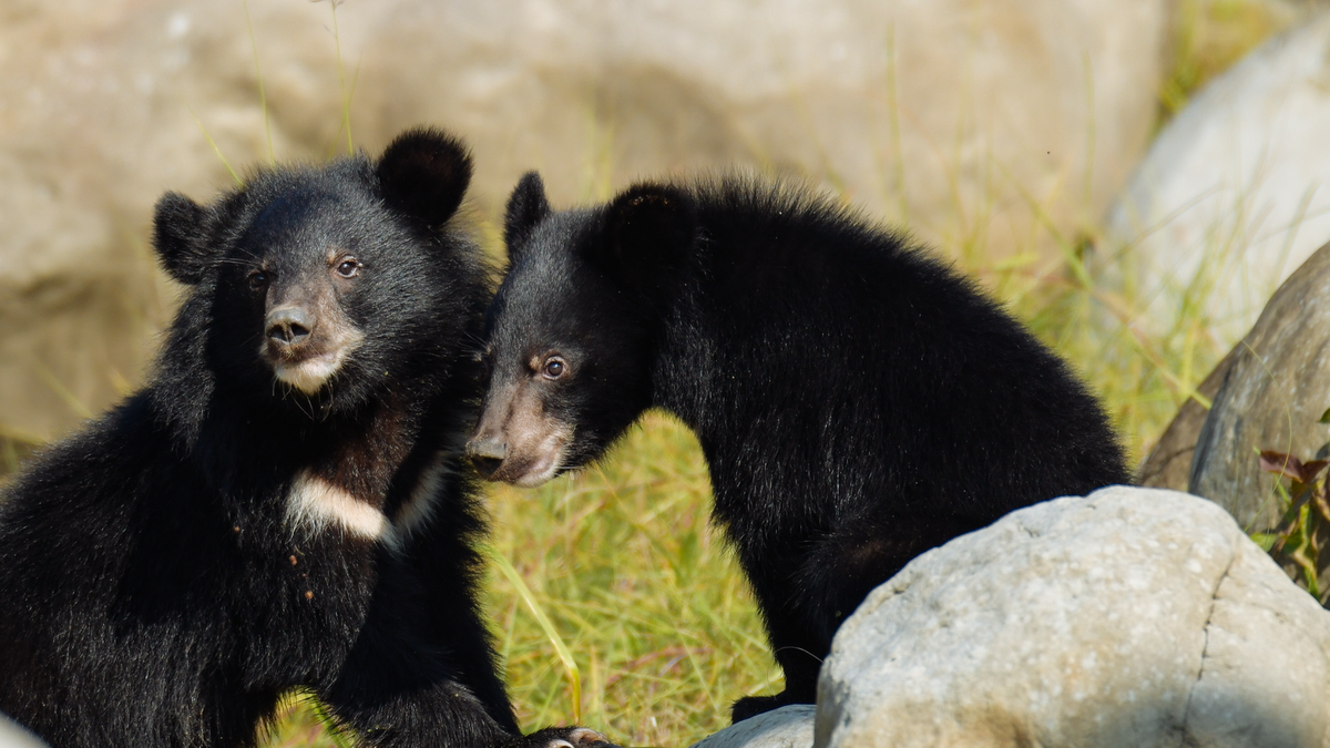 Asiatic Black Bear Cubs from the Bear Rescue and Rehabilitation with Vet Panjit, Pakke
