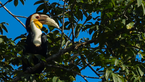 The Wreathed Hornbill