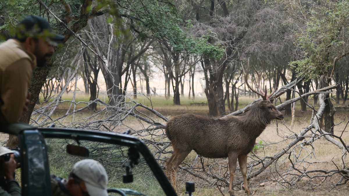 Witness the beauty of the majestic Sambar Deer