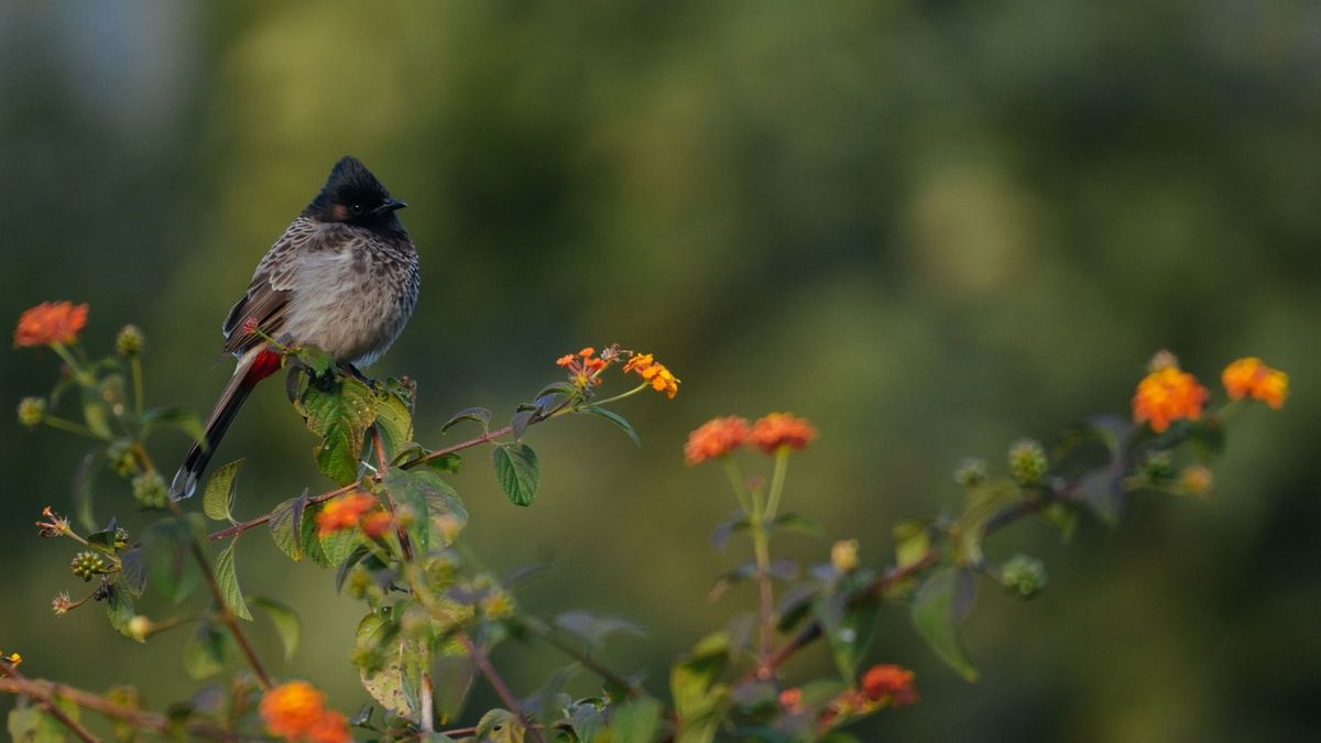 Red-Vented Bulbul