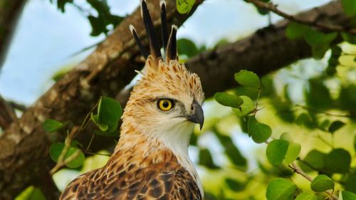 Incredible Birds Viewed In Safari India