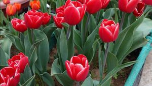 Kashmir Tulip Festival 