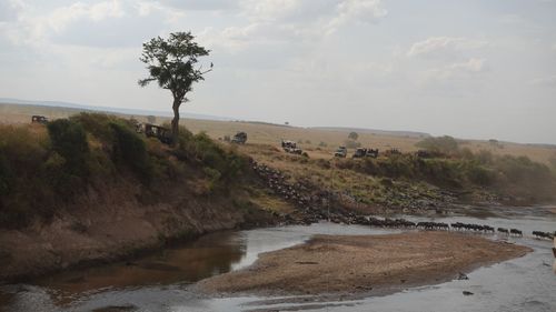 The Beauty Of The Beasts At Masai Mara, Kenya