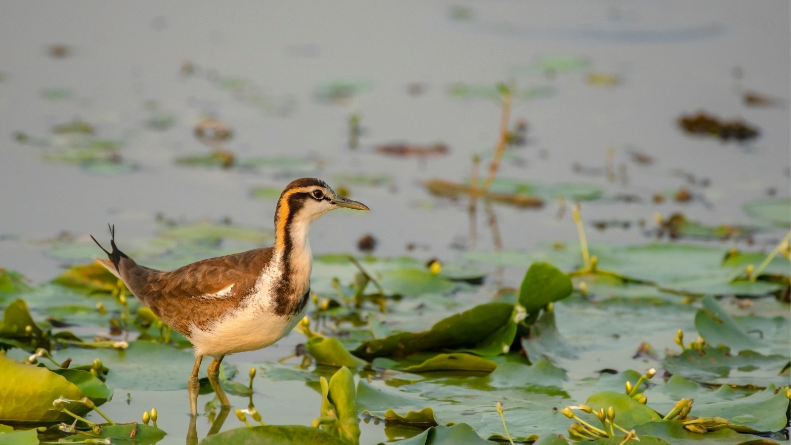 places to visit near Kolkata