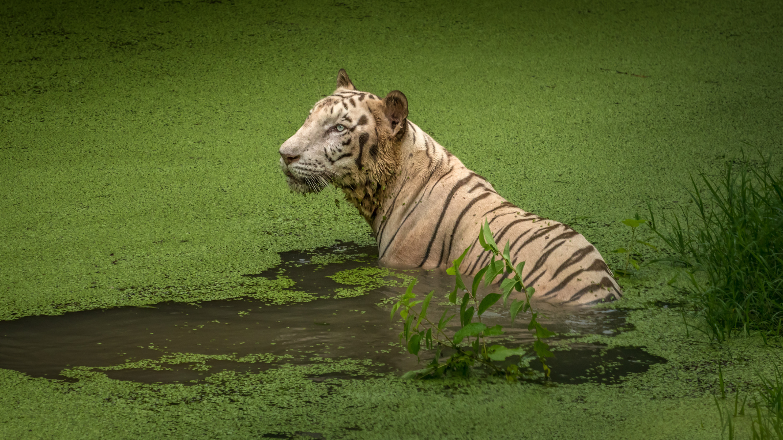 places to visit near Kolkata