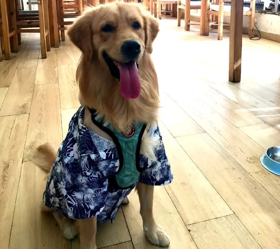 6 Pet Friendly Restaurants & Cafes In Mumbai