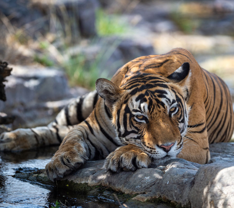Sariska National Park