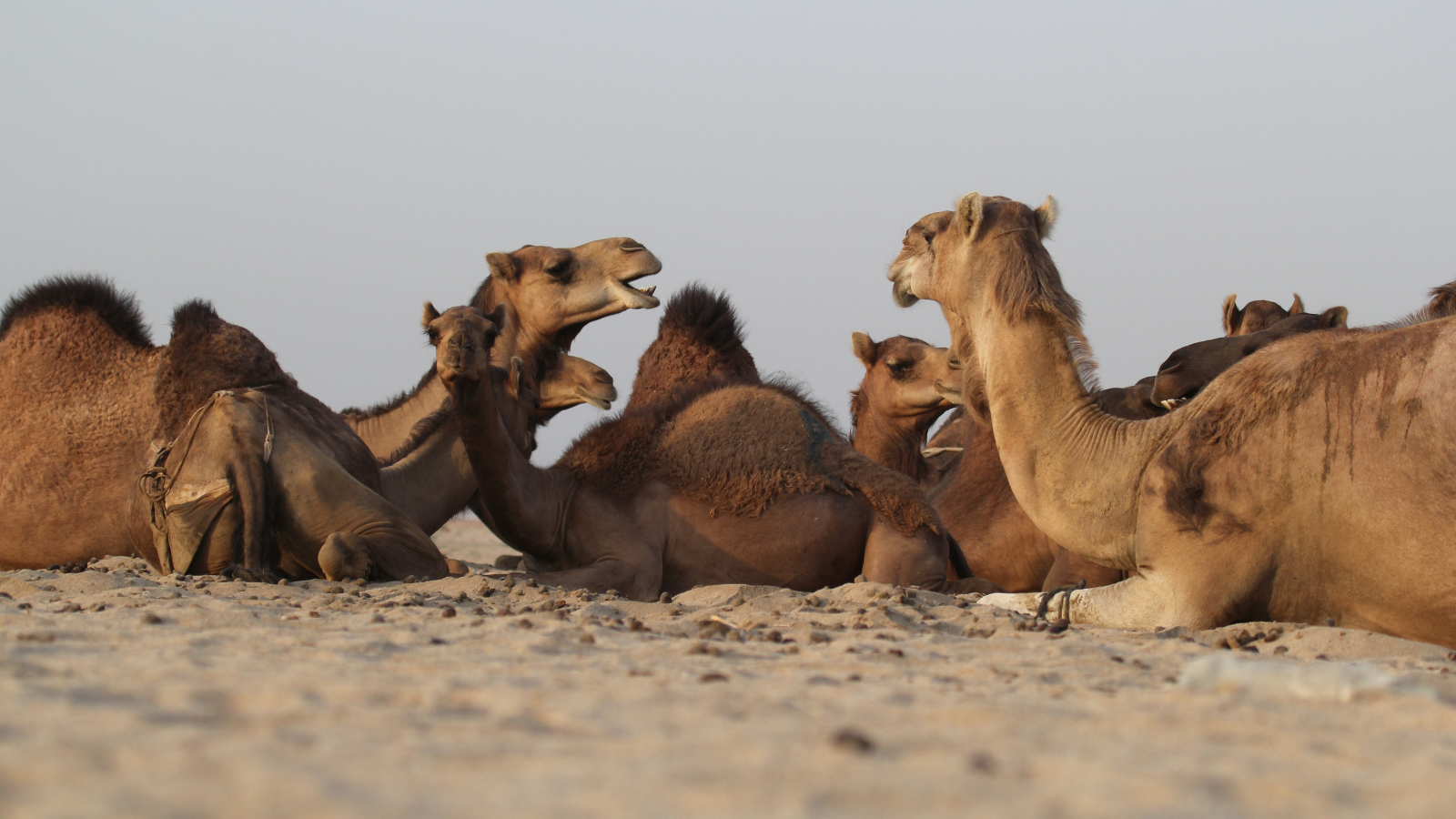 places to visit in Bikaner