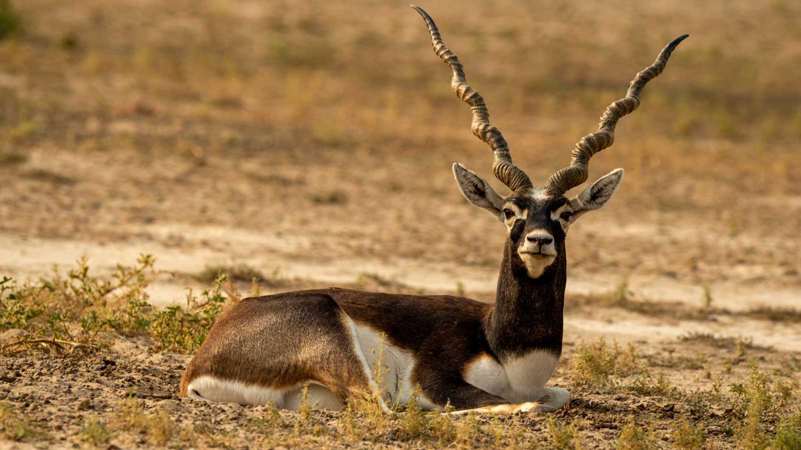 places to visit in Bikaner