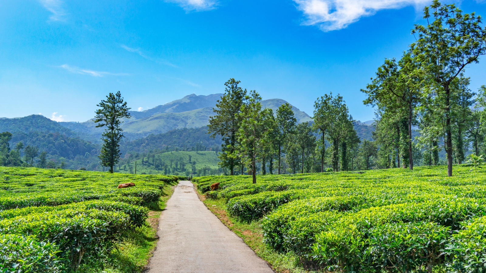 things to do in Kerala