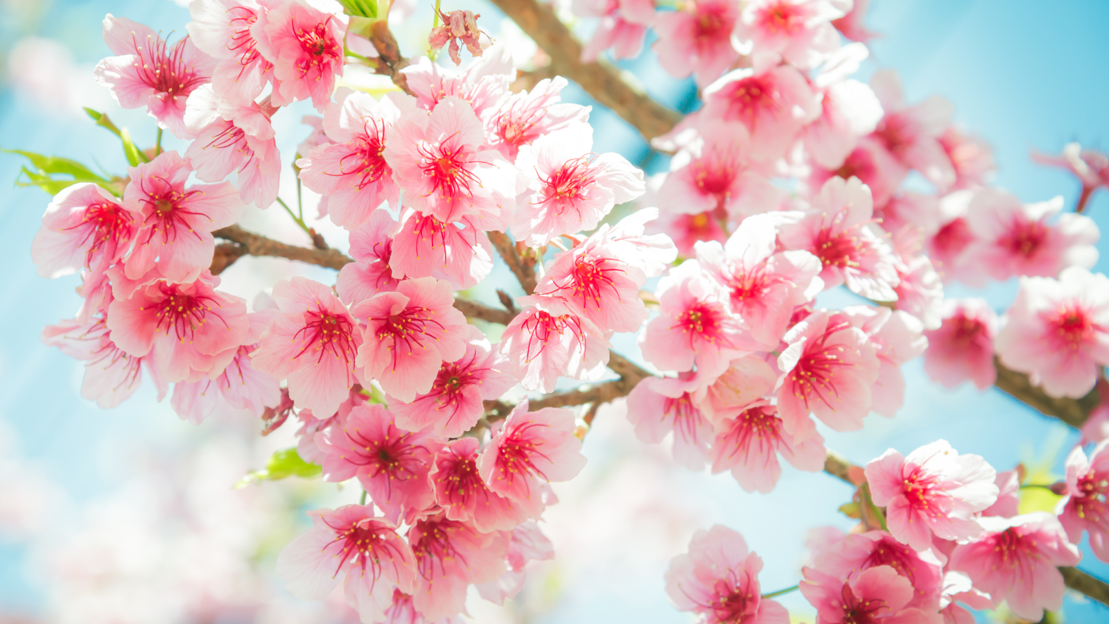 spring flowers