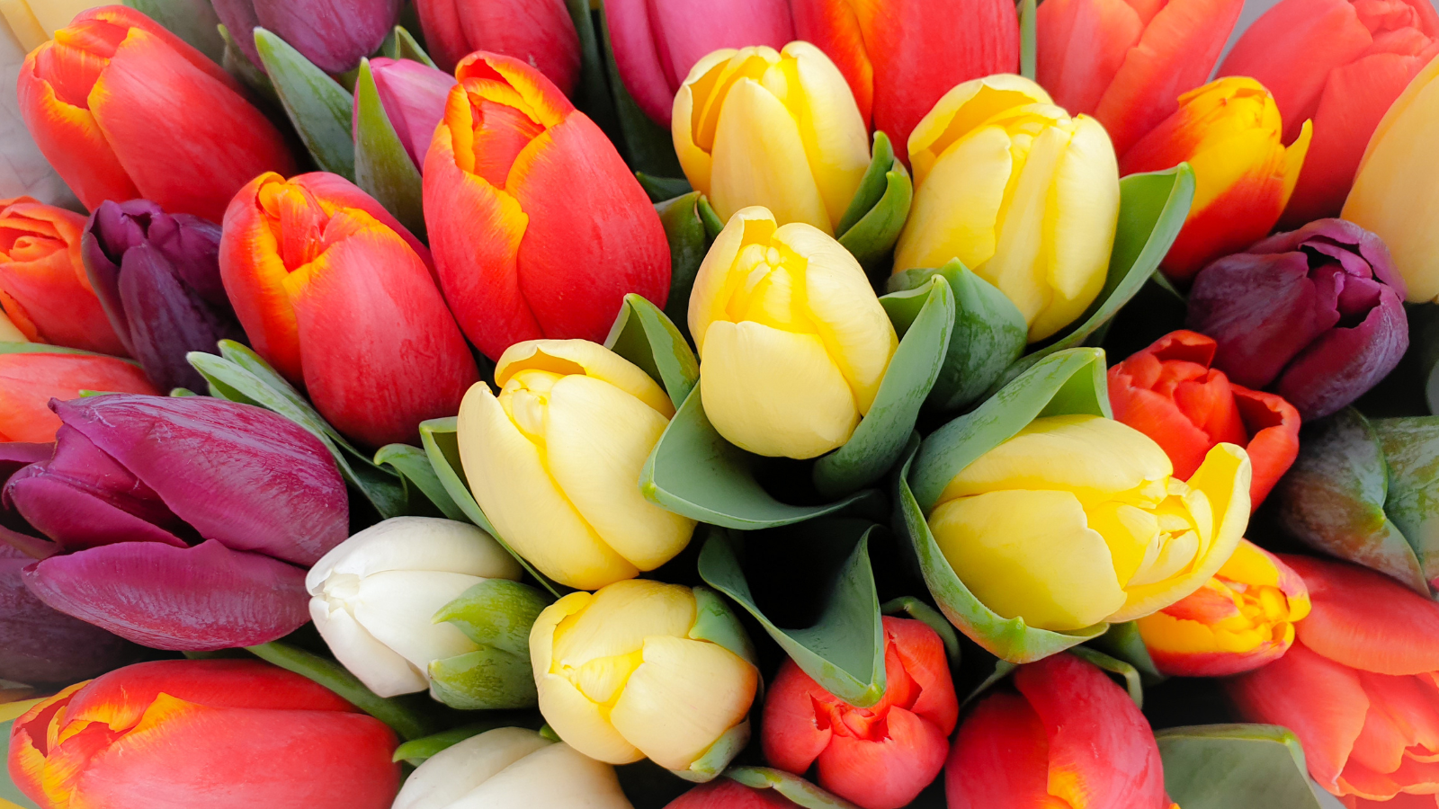 spring flowers