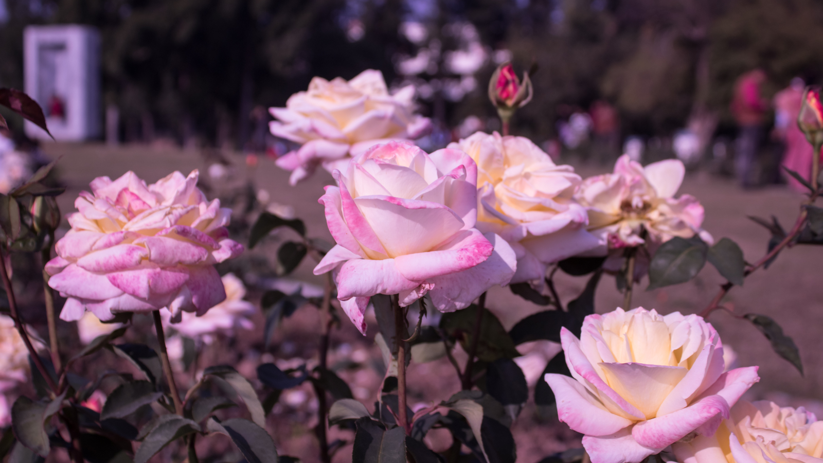 rose garden, Chandigarh
