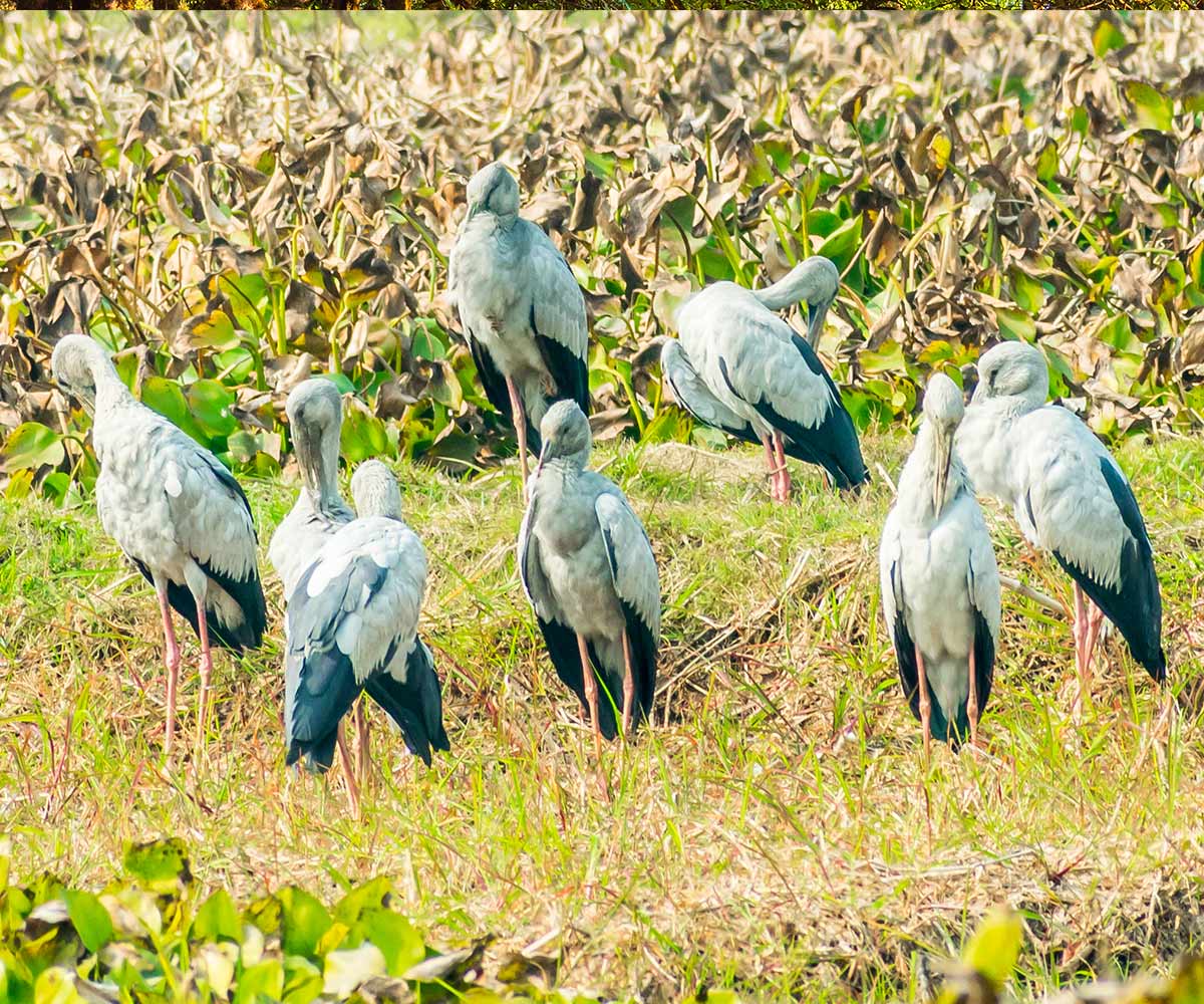 Bird Parks To Visit In India | Zee Zest