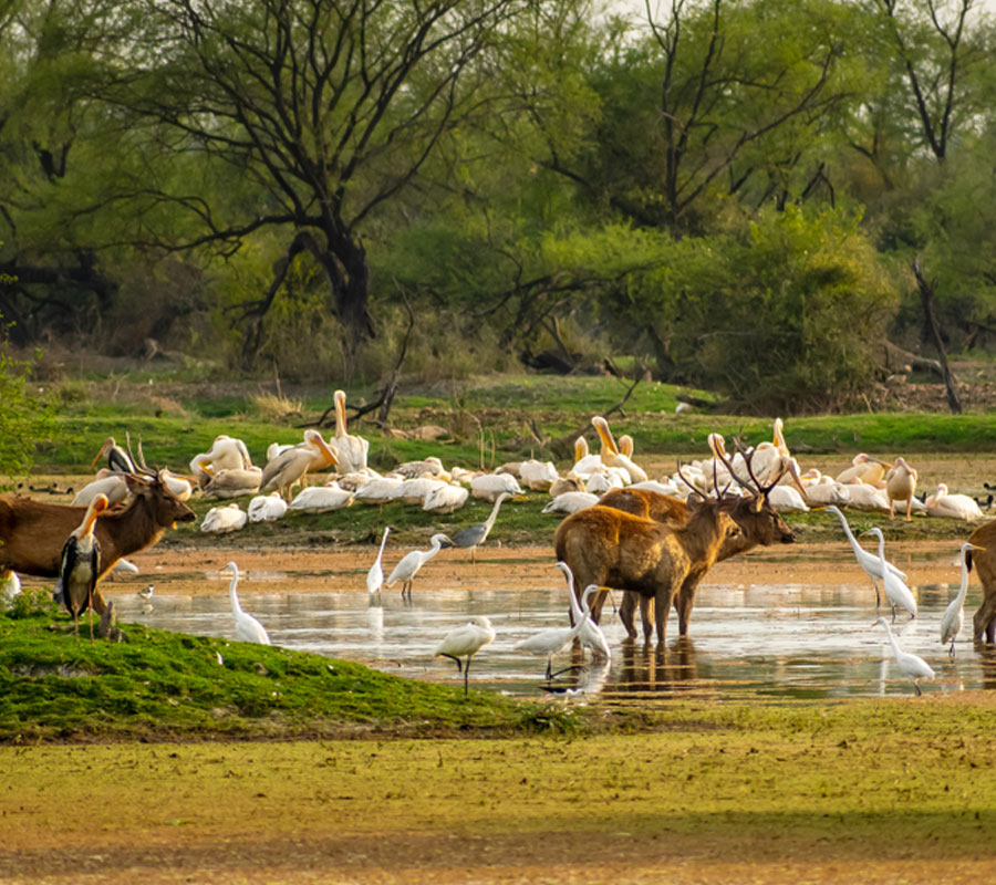 Bharatpur Bird Sanctuary