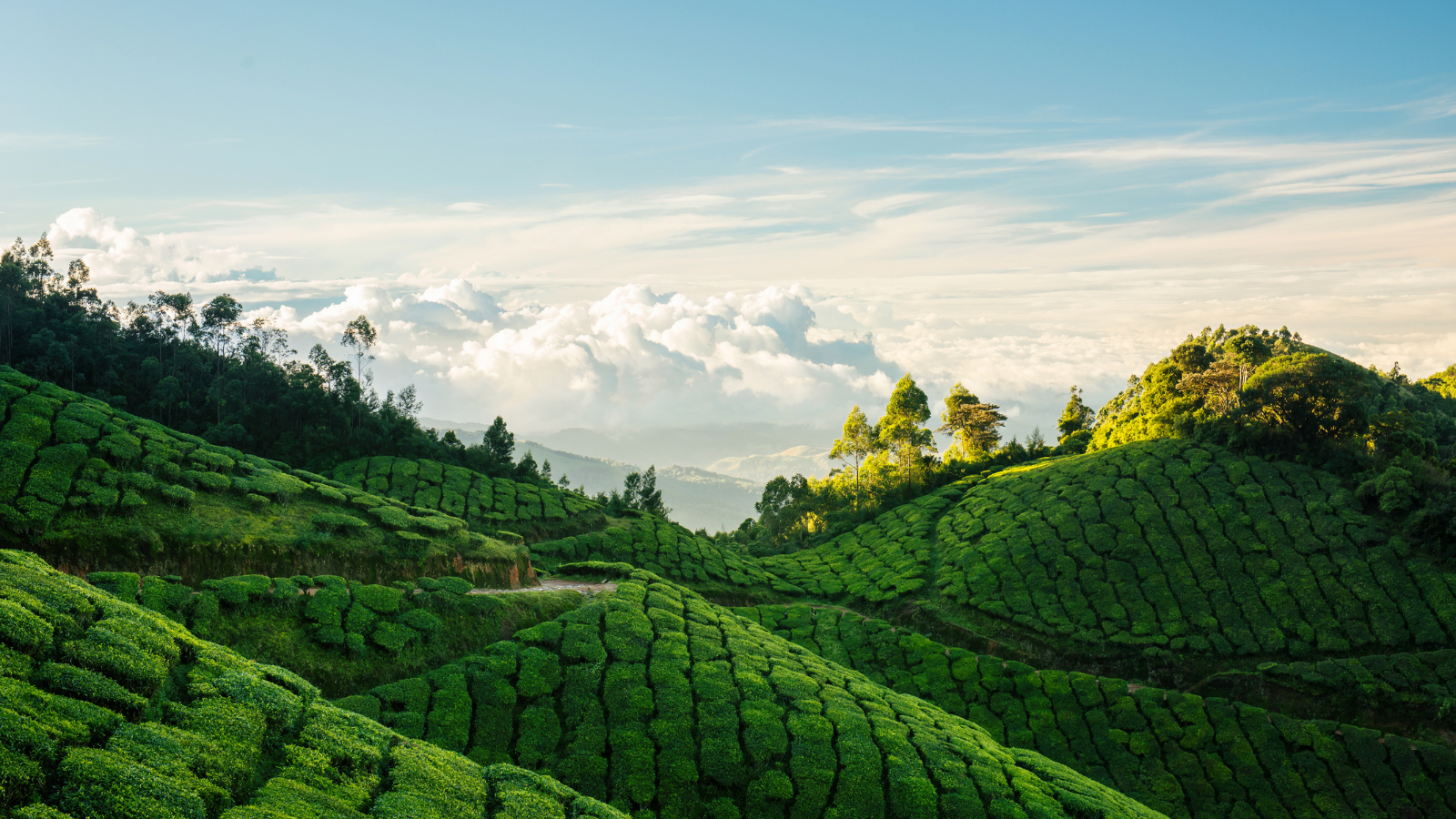 things to do in Kerala