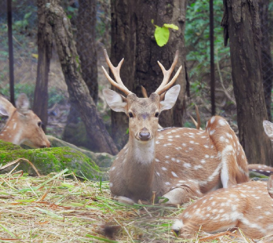 Malsi Deer Park, Dehradun Famous Places