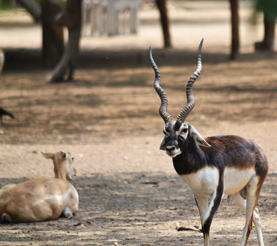 wildlife safari near delhi