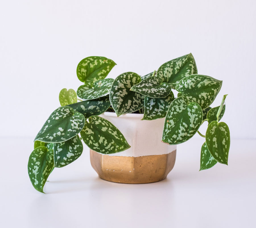 Blog Detail Images