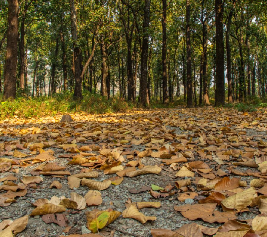 Lachhiwala, Dehradun Famous Places