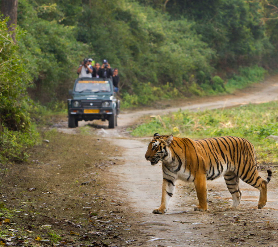 Jim Corbett National Park
