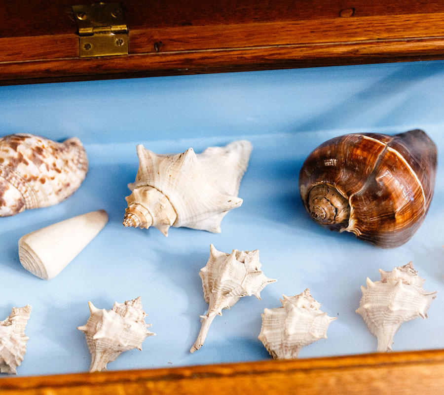 10 things to do in Daman, Seashell museum