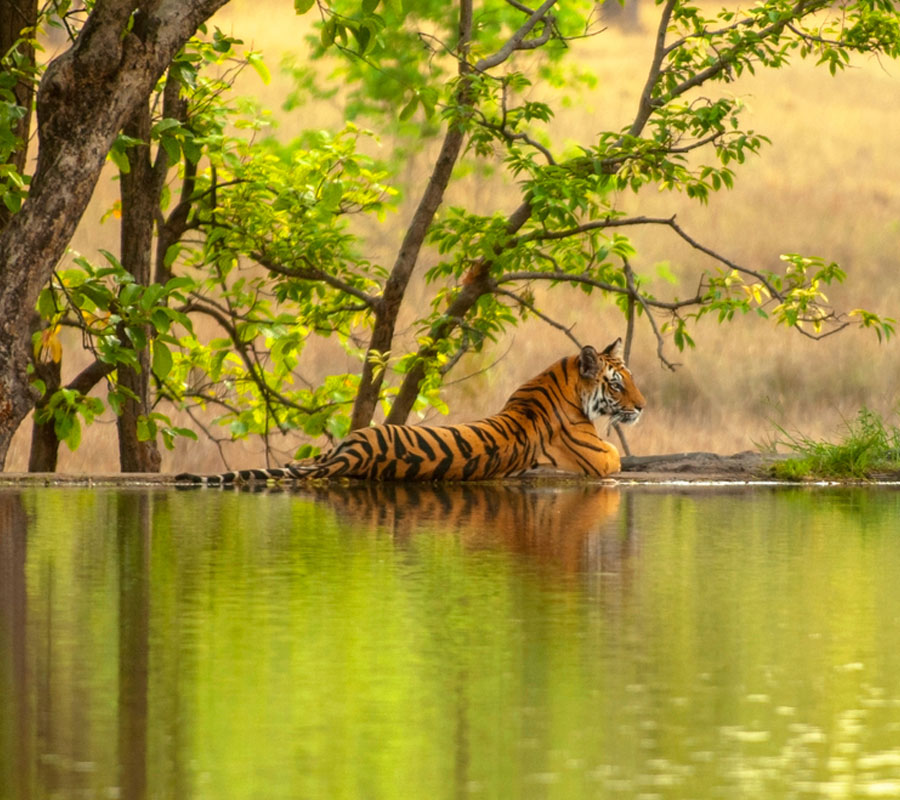 Ranthambore National Park