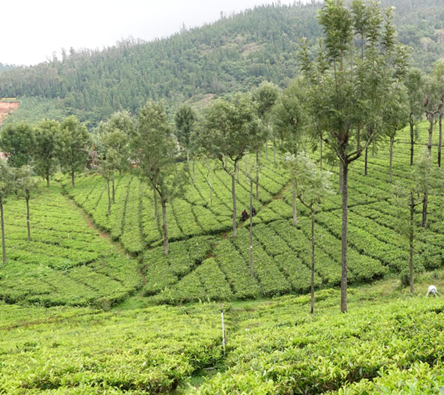Visit Highfield Tea Estate In Coonoor