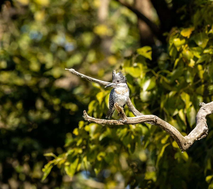 Binsar Wildlife Sanctuary