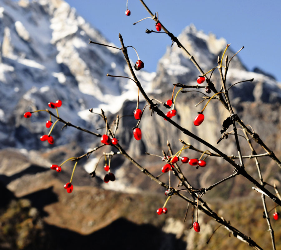 Gangotri National Park