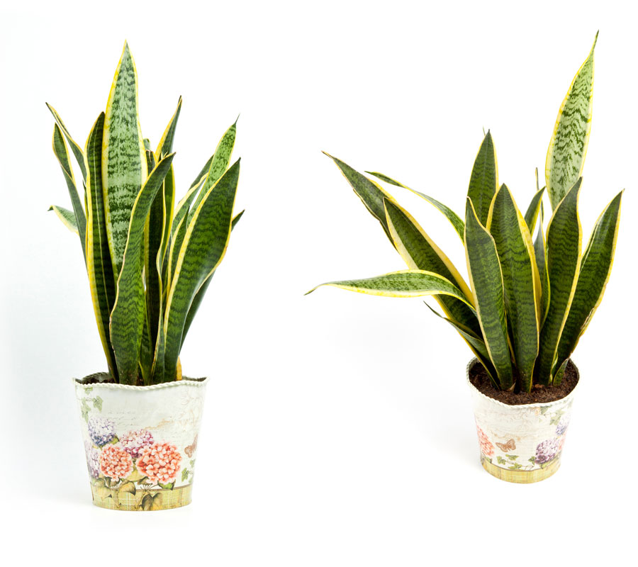 Blog Detail Images