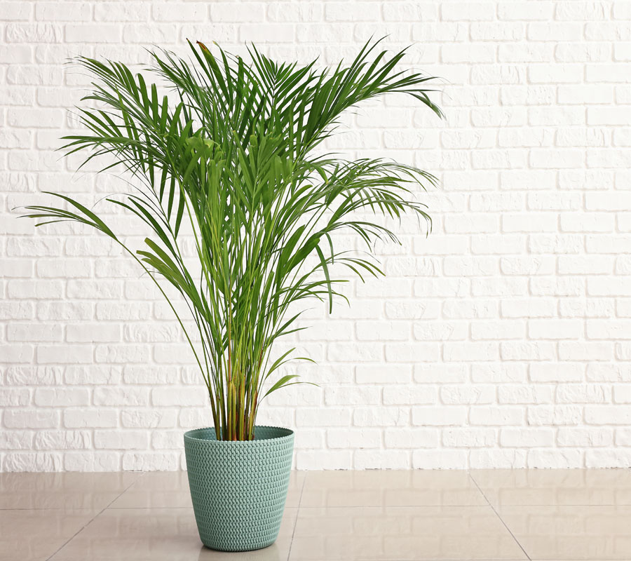 Blog Detail Images