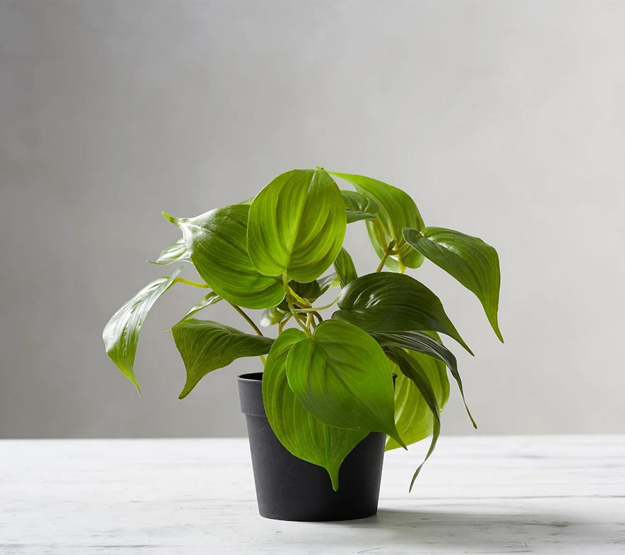 Blog Detail Images