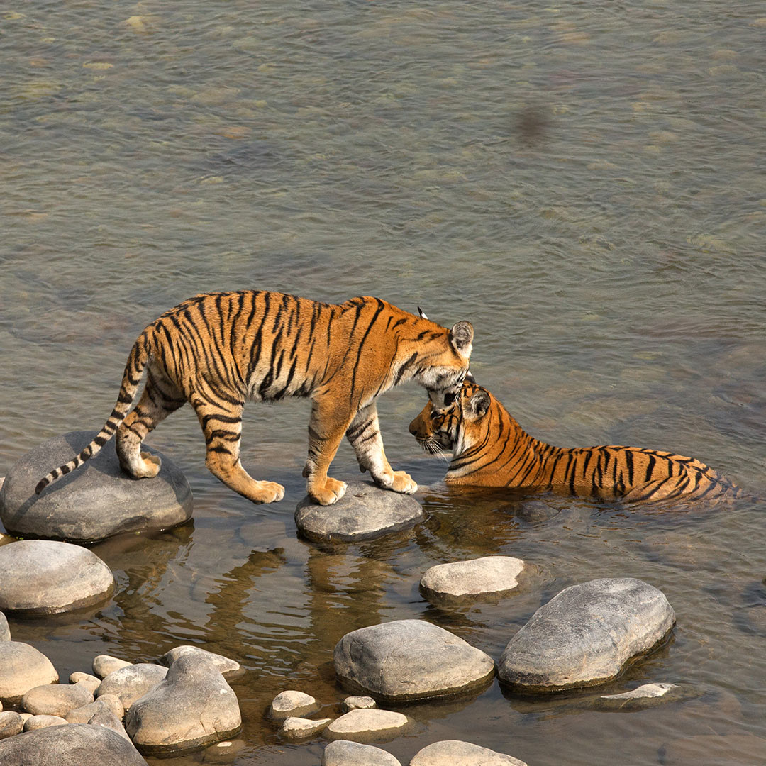 Tiger, Jim Corbett National Park, Wildlife, India