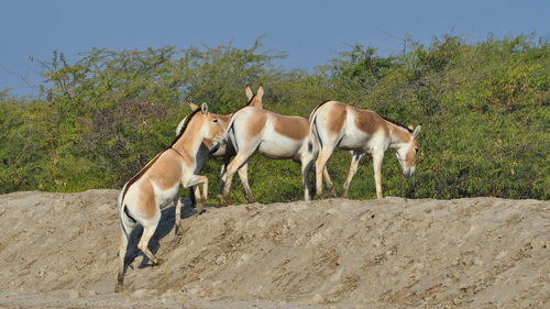 Kutch Wild Life | Rann Utsav Tour Packages and Booking