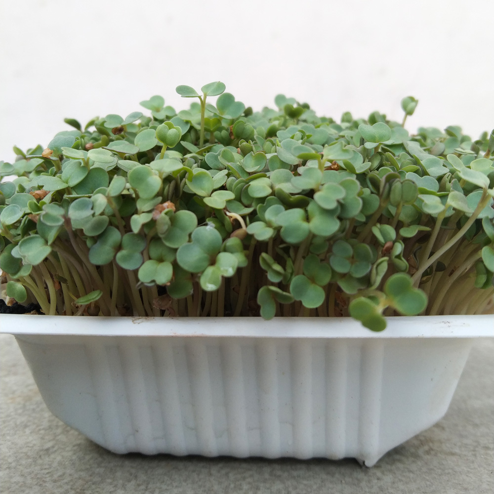 How To Grow Microgreens At Home | Health Benefits Of Microgreens | Zee Zest