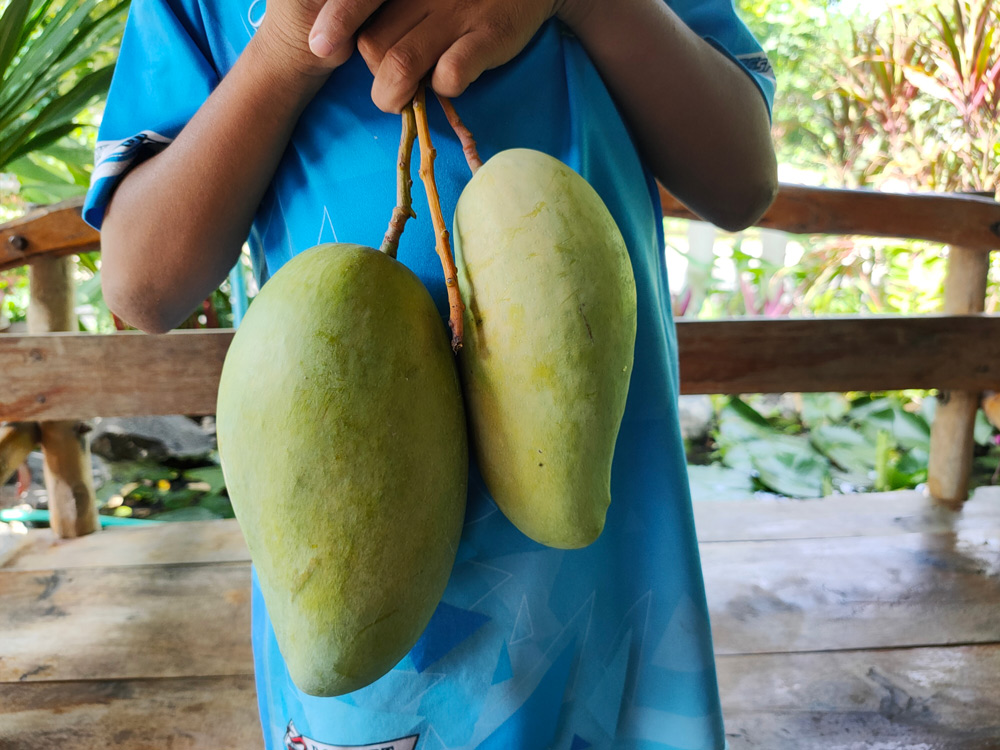 Meet The Noor Jahan Mango From Madhya Pradesh | Mango Varieties In India