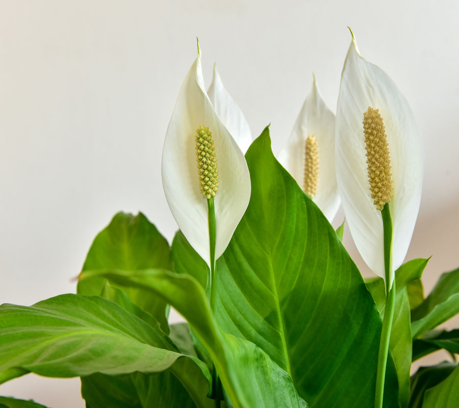 Blog Detail Images