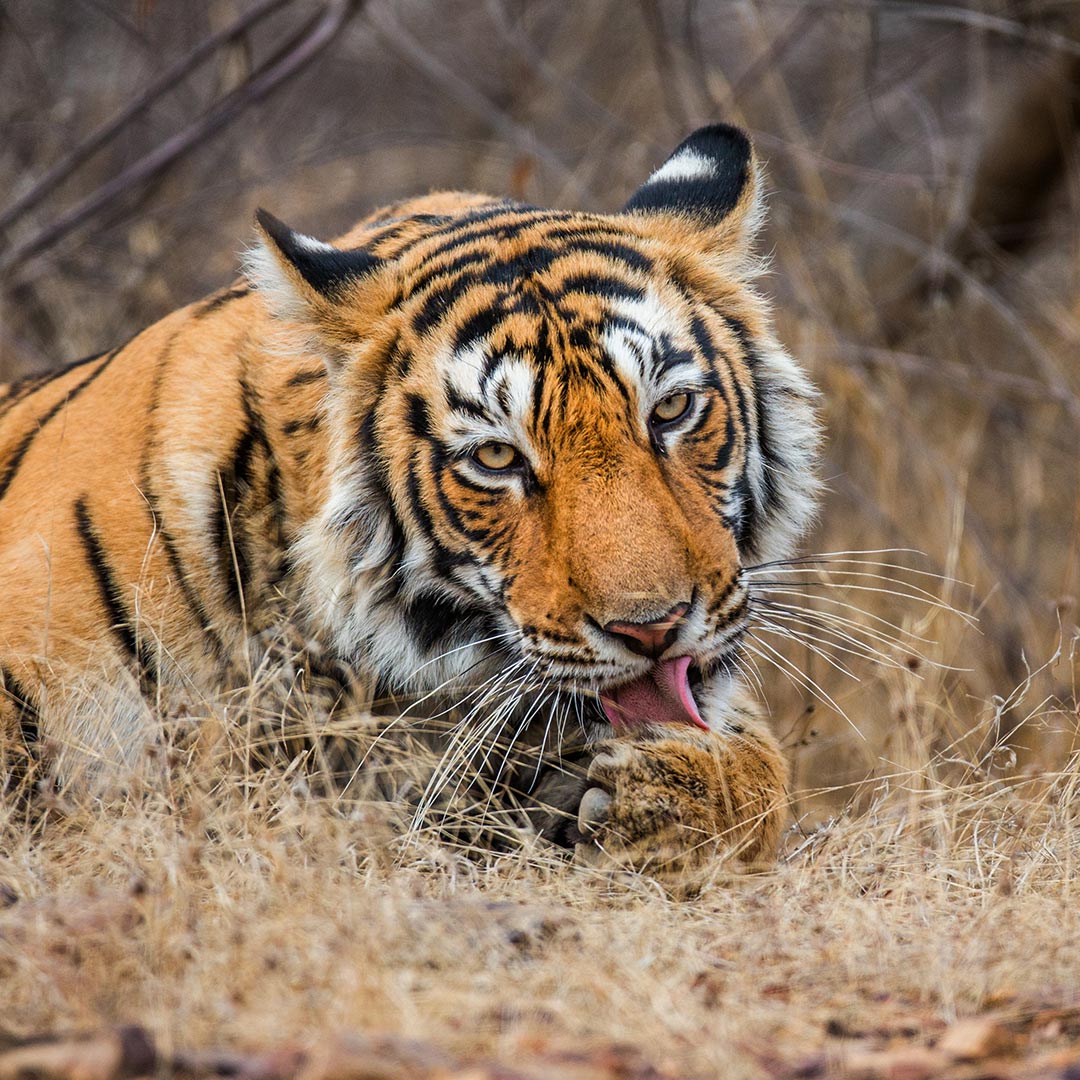 Bengal tiger, ranthambore national park, wildlife