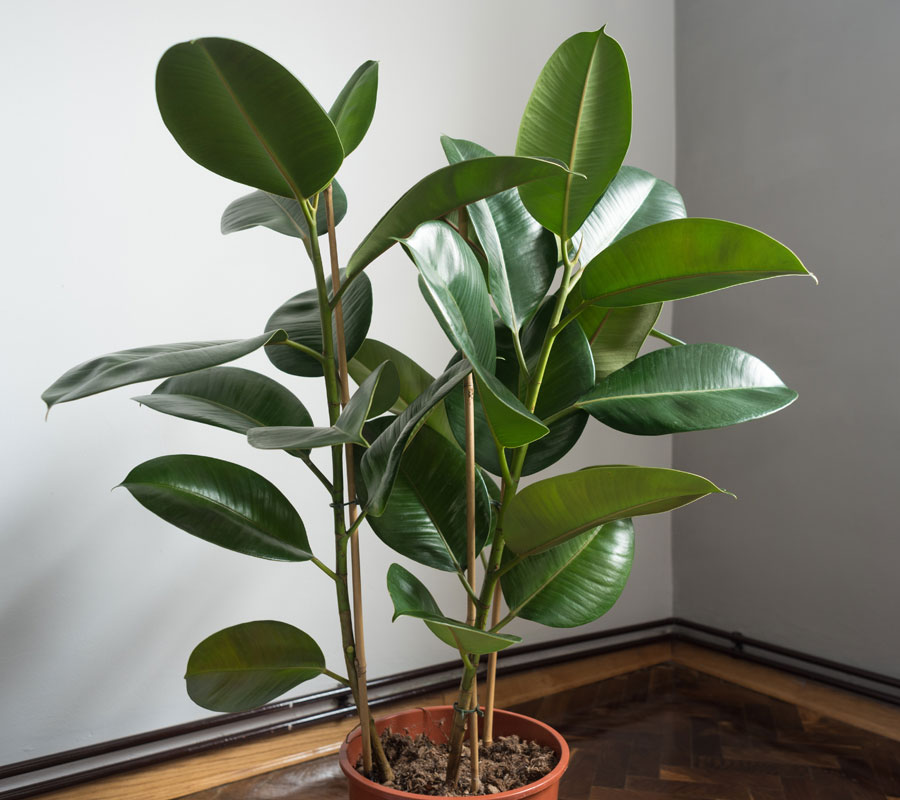 Blog Detail Images